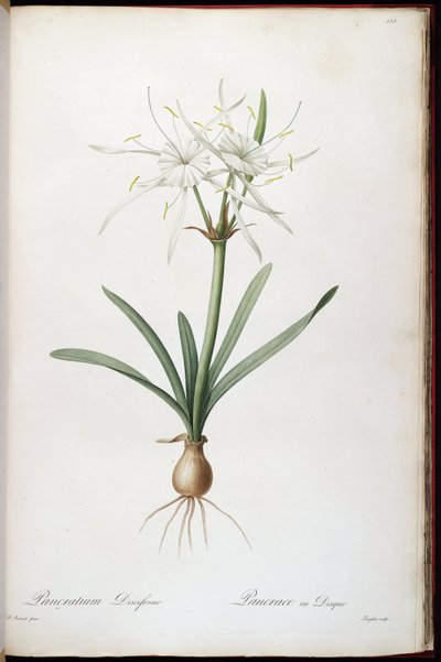 Hymenocallis rotata by Pierre Joseph Redouté